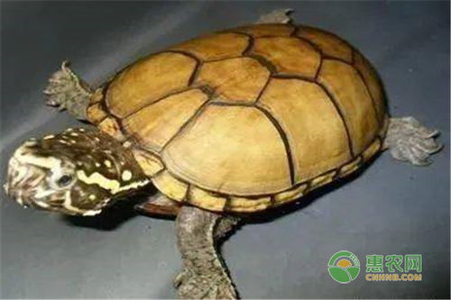 头盔龟是冷水龟吗？
