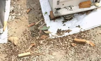 蜜蜂囊状幼虫病是什么原因,蜂箱里幼虫为什么会死