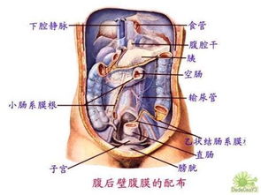 女性身体解剖图 搜狗图片搜索