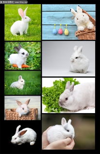 拍照背景兔子怎么弄好看，小白兔玫瑰花束怎么拍照(拍出小兔子相册)