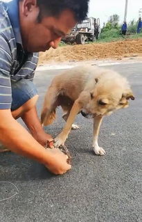 狗狗被捕兽夹夹住脚,走路一瘸一拐超心酸,幸得好心人救助