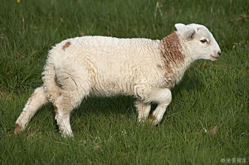 十羊九劳苦 揭秘67年生肖羊的毕生寿命,过了53岁后什么命