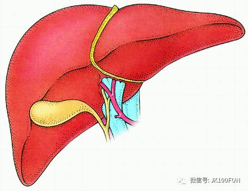 肝癌防治早知道 一 肝癌特点和高危人群有哪些 