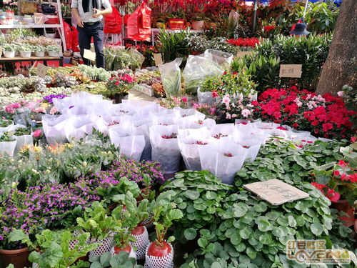 广西花鸟市场,迎春花市开放,买鲜花过年了 