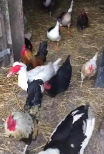 美国农民和他的动物成抖音网红,每只鸡都有专属的名字