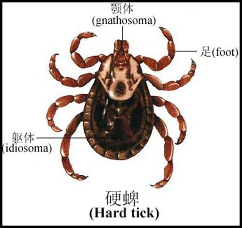 这是什么虫子,会变色,米粒大小的 