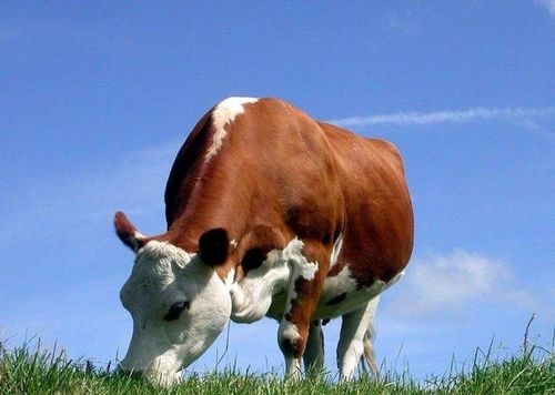 夏季肉牛饲养管理的几项技术措施