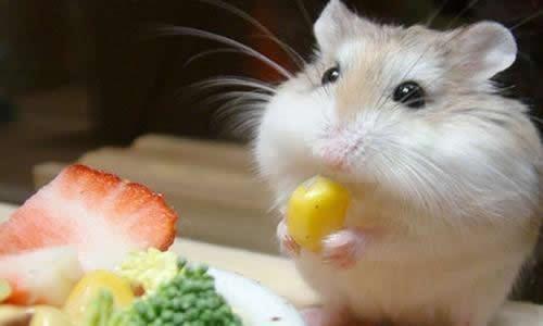 仓鼠能吃菠萝吗 