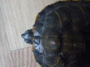 我家的巴西红耳龟貌似生病了 急急急急急急 求解释 求解决 