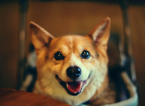 研究表明 家里养狗有助于心脏健康,有狗狗的家庭偷着乐吧