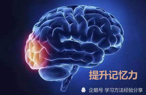 学习的本质就是记忆,但脑子太笨容易忘怎么办