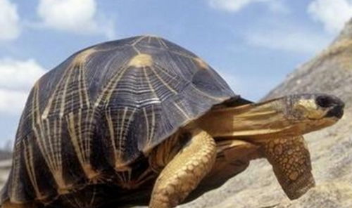在风水学中 什么生肖的人适合养龟 乌龟养久了真的就有有灵性吗