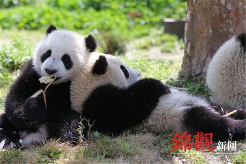 四川籍 重庆籍游客 熊猫基地12000张免费门票 半价门票优惠政策来啦