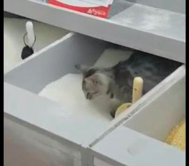 猫咪偷跑到了超市里,把白砂糖当做了猫砂盆,顾客 糖裹巧克力