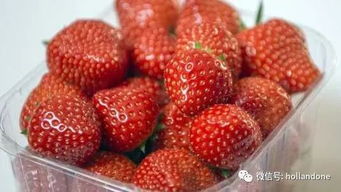 荷兰农业部表态 调查草莓有毒的问题 