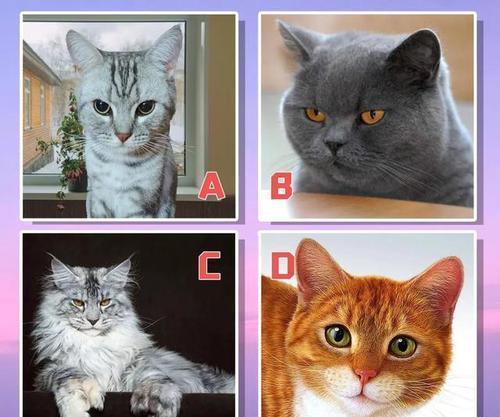 选择你最喜欢的猫猫,测试你的性格弱点是什么
