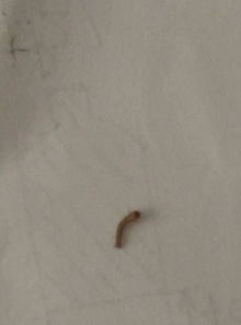 我蚊帐上有很多小黑长虫子,是什么幼虫 
