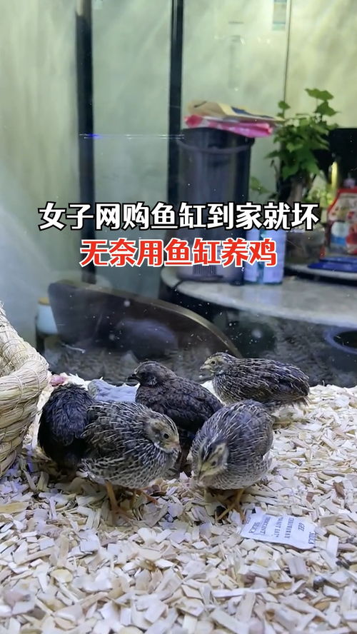 女子网购鱼缸到家就坏用来养鸡 被店家拉黑了,养鸡也挺好用 