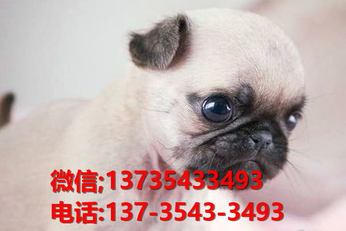 南京狗场出售纯种巴哥犬领养哈巴狗狗市场在哪有卖宠物狗犬舍
