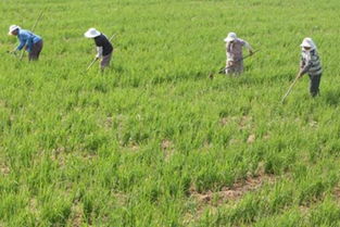 旱稻种植技术方法,河南南阳旱稻种植时间