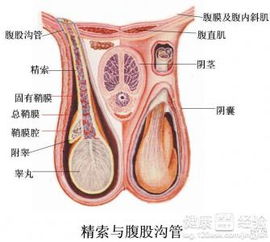 睾丸肿大是怎么回事(卧床老人睾丸肿大是怎么回事)