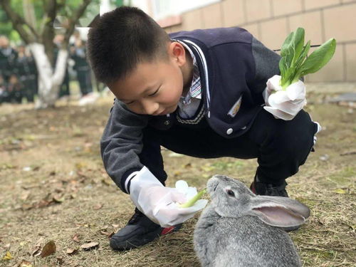 有意思 张外的孩子们下田插秧去了