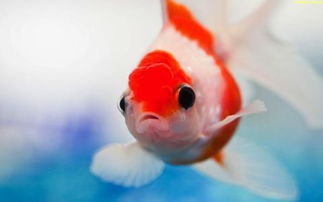鱼缸里金鱼多久不喂会饿死？