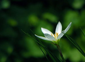 家居装饰白兰花风水讲究