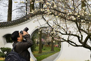 东湖梅园 探亲访友笑婆婆和醒梦雨花