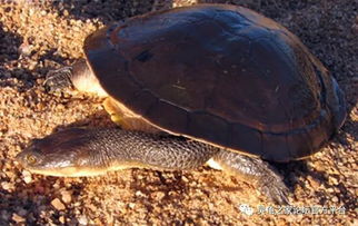 圆长颈龟 背甲最圆的长颈龟 