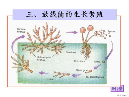 菌种的制备和保藏下载 PPT模板 爱问共享资料 