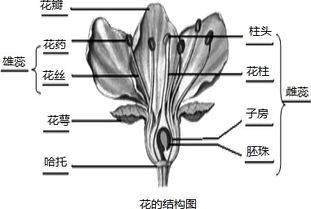 关于生物桃花的知识点(生物桃花解剖图)