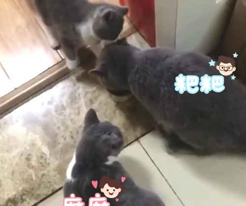 这就是猫爸和猫妈看孩子的区别 