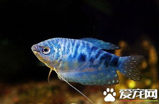 蓝曼龙鱼的饲养 最适宜的水温22 26