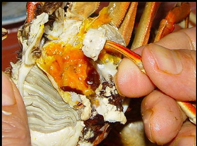 怎么清理螃蟹内脏图片 