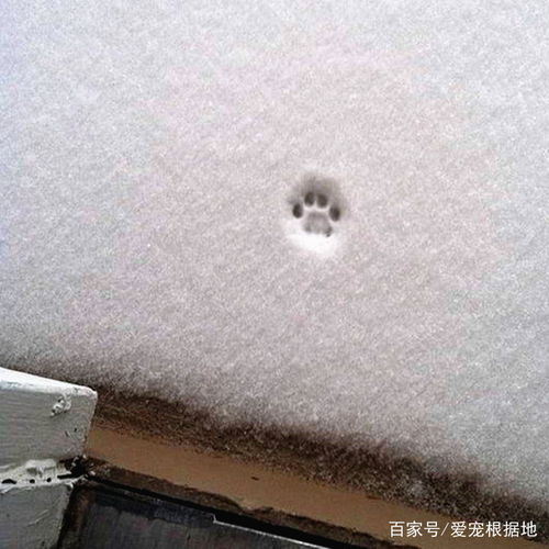 城市猫回乡下第一次见雪,瞬间懵逼,下一秒反应让众人捧腹