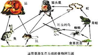 下图是某草原生态系统中部分生物之间关系示意图.请据图回答. 1 生态系统中的生物分成生产者.消费者.分解者.图中的草属于生产者.蛇.鼠.猫头鹰等动物属于消费者. 