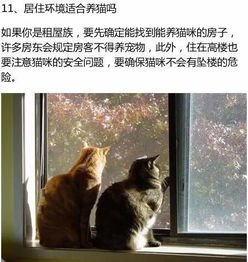 想养猫的人必看,这13条,你都准备好了吗