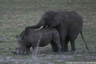公象误把犀牛当老婆 ,之后的举动,令母象绝望
