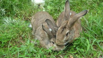 比利时肉兔比利时兔肉兔种兔回收价格养殖效益