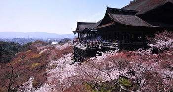 日本关西樱花祭,来一场大阪 京都的绝美赏樱之旅