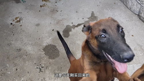 买了三条爆红马犬,看看品相怎么样 