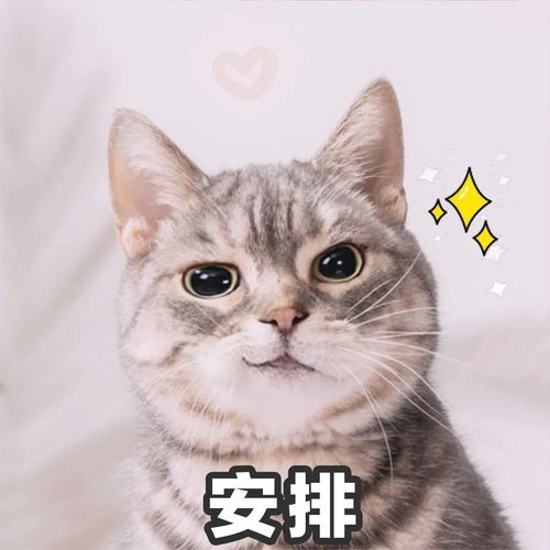 小猫咪坏心思太多了 半夜连揍主人4小时