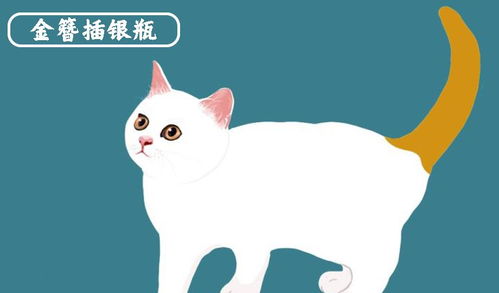 中华名猫大全 金簪插银瓶 古代名猫花名册