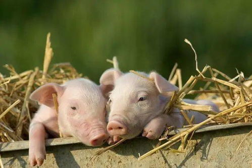 为什么猪价这么高 散户被禁养,规模猪场占地养,这样养殖好吗