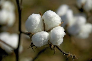 有什么知名品牌的棉花被吗？