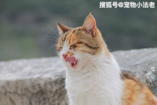 养1只聪明的猫咪,对于主人来讲,到底是 好事 还是 坏事