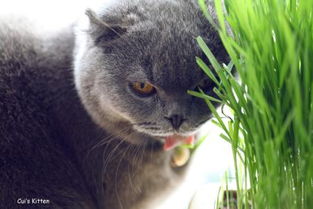 猫草放在阴凉还是阳光 猫草是一直割一直长吗