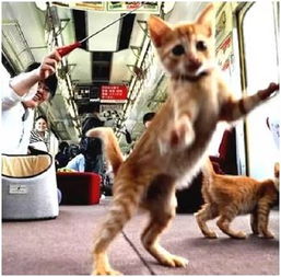 一列可以撸猫的小火车,开通后一票难求,老司机快带带我