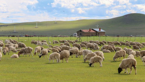 內蒙古夏日遊覽攻略盡覽高清圖片，感受大草原的魅力！